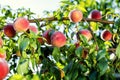 Juicy peaches hang on a branch Royalty Free Stock Photo