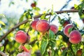 Juicy peaches hang on a branch Royalty Free Stock Photo