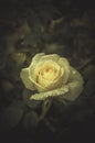 Juicy photo young spring flowers roses in vintage style