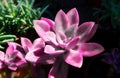 Juicy pink flower of cactus on a dark background. Colorful graceful expressive image of nature