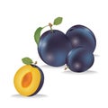 Juicy plum, delicious fruit on white background Vector illustration