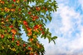 Juicy plums on the branches looking at the blue sky Royalty Free Stock Photo