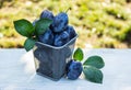 Juicy plums in an iron basket. Harvesting. Autumn harvest. Royalty Free Stock Photo