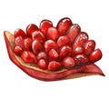 Juicy pomegranate piece with seeds watercolor illustration. Colorful red fruit for Jewish Rosh Hashanah New year