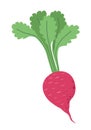Juicy radish, beetroot with leaves, vegetable diet Royalty Free Stock Photo