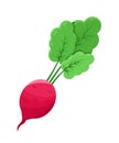 Juicy Radish Vegetable, Color Vector Illustration