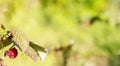 juicy raspberries grow on a branch with yellow leaves Royalty Free Stock Photo