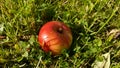 Juicy red apple close-up on a green lawn. Royalty Free Stock Photo