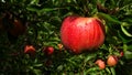 Juicy red apple with drops of dew Royalty Free Stock Photo