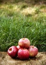 Juicy red apples on a background of green grass. Autumn fruits. Royalty Free Stock Photo