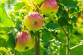 Juicy red apples on the branches of a tree in the backlight of bright sunlight. A rich harvest in the garden