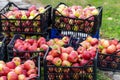 Juicy red apples in plastic baskets. Fresh ripe fruits in containers. Delicious organic apples ready for the market. Royalty Free Stock Photo