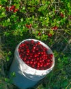 Juicy red berries, wild and cranberries are in full pail opposite uncollected bushes of berries.