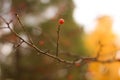 Juicy red berry on a bare branch on blurred background Royalty Free Stock Photo