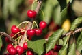 Juicy red cherries on cherry tree. Close-up. Royalty Free Stock Photo