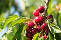 Juicy red cherries on cherry tree. Close-up. Royalty Free Stock Photo