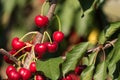 Juicy red cherries on cherry tree. Close-up. Royalty Free Stock Photo