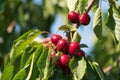 Juicy red cherries on cherry tree. Close-up. Royalty Free Stock Photo