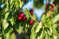 Juicy red cherries on cherry tree. Close-up. Royalty Free Stock Photo