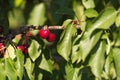 Juicy red cherries on cherry tree. Close-up. Royalty Free Stock Photo