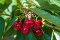 Juicy red cherries on the tree Royalty Free Stock Photo