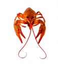 Juicy red cooked crayfish with a mustache and bulging eyes on a white background Royalty Free Stock Photo