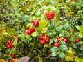 Juicy red cowberries in the Russian forest in the summer Royalty Free Stock Photo