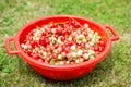 Basket of freshly picked red currants from a summer garden. Royalty Free Stock Photo