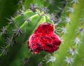 Juicy red fruit on saguaro cactus, botanical Moir Gardens, Kauai, Hawaii, USA