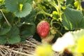 juicy red organically home grown strawberries seen from a low perspective thru leaves and strawberry flowers in a home farm garden Royalty Free Stock Photo