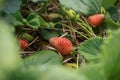 juicy red organically home grown strawberries seen from a low perspective thru leaves and strawberry flowers in a home farm garden Royalty Free Stock Photo