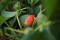 juicy red organically home grown strawberries seen from a low perspective thru leaves and strawberry flowers in a home farm garden Royalty Free Stock Photo