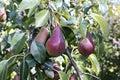 Juicy red pears on branches Royalty Free Stock Photo