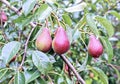 Juicy red pears on branches Royalty Free Stock Photo