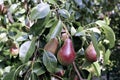 Juicy red pears on branches Royalty Free Stock Photo