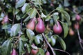 Juicy red pears on branches Royalty Free Stock Photo