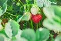 Juicy red strawberries. natural fresh berry in the garden