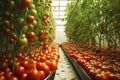 Juicy red tomatoes are suspended on a stem in a controlled environment for optimal growth. Generative AI