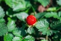 Juicy red wild strawberry among the green foliage. Sweet berry growing in the forest. Selective focus. Closeup view