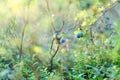 Juicy and rich blueberry berries grow on a Bush on the background of coniferous forest over lingonberry bushes. Royalty Free Stock Photo