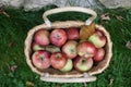 Juicy, ripe apples in basket on background of green grass