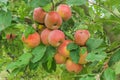 Juicy ripe apples on a green branch. Red and green fruits on a small tree