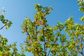 Juicy ripe apricot fruits on the branches of a tree against the background of the summer blue sky