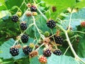 Juicy, ripe blackberries on the vine in nature.