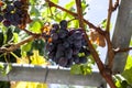 Juicy ripe bunch of grapes Cabernet Sauvignon. The vineyards of Greece. Royalty Free Stock Photo