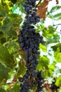 Juicy ripe bunch of grapes Cabernet Sauvignon. The vineyards of Greece. Royalty Free Stock Photo