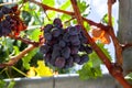 Juicy ripe bunch of grapes Cabernet Sauvignon. The vineyards of Greece. Royalty Free Stock Photo