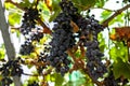 Juicy ripe bunch of grapes Cabernet Sauvignon. The vineyards of Greece. Royalty Free Stock Photo