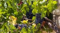 Juicy ripe bunch of grapes Cabernet Sauvignon. The vineyards of Greece. Royalty Free Stock Photo