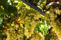 Juicy ripe bunch of grapes Chardonnay. The vineyards of Greece.